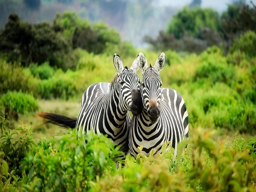 Awesome Image